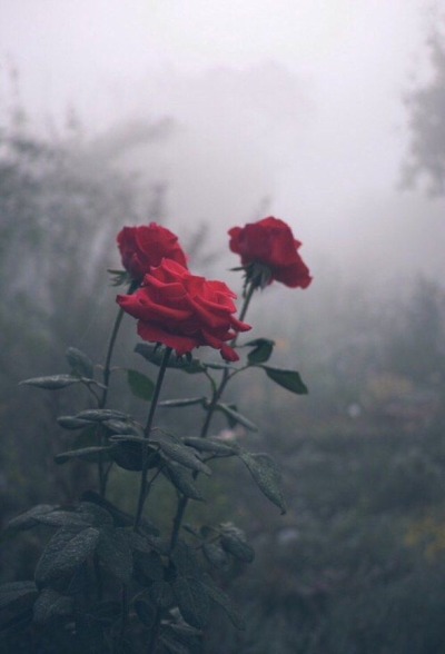 Featured image of post Fotos De Rosas Vermelhas Tumblr Vermelha portanto a nica cor que ela n o