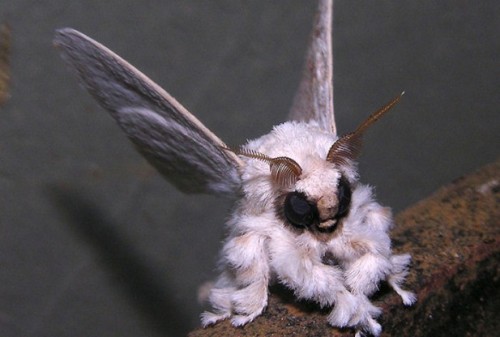 poodle moth