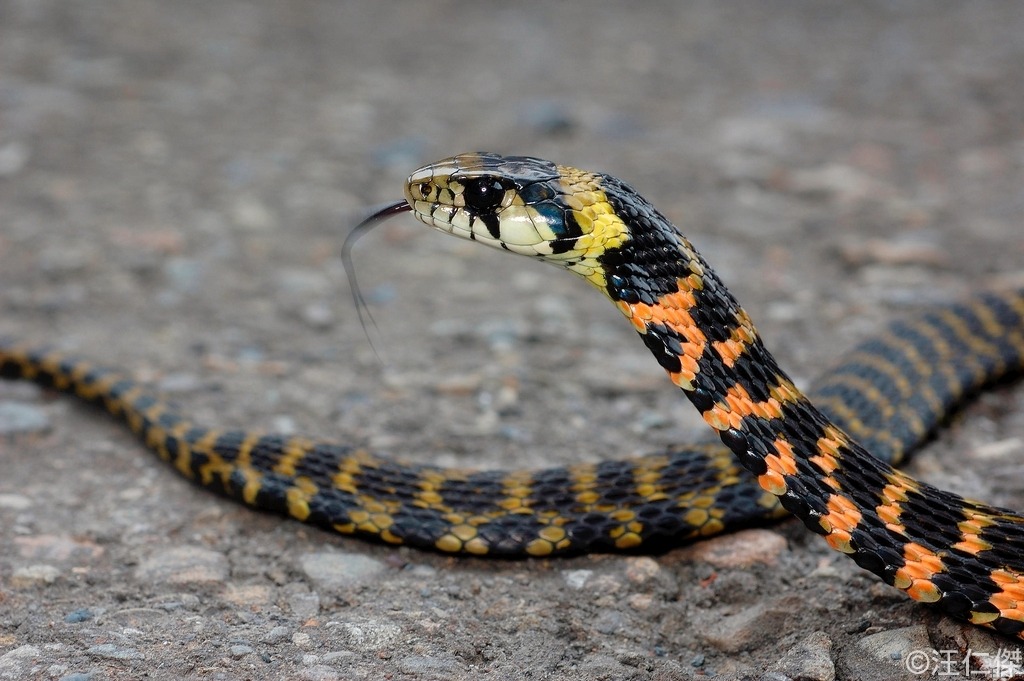 The Travelling Taxonomist Reptilesrevolution Rhabdophis Tigrinus