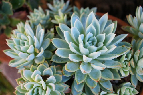 flora-file:
“flora-file:
“ Succulents in my Garden - 6/21/14 - Solstice (by flora-file)
”
6 months ago. Happy winter solstice.
”