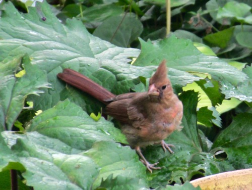 Young cardinals are funny looking and funny to watch. This one was standing on ligularia leaves and 