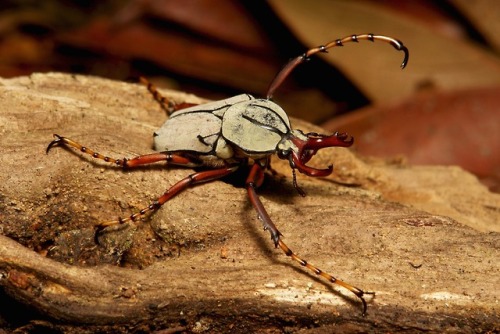 sinobug:Male Elk-horn Scarab (Dicronocephalus wallichi, Cetoniinae, Scarabaeidae)by Sinobug (itchydo