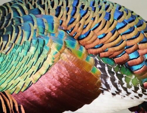 Ocellated Turkey (Meleagris ocellata)© Gina Sheridan