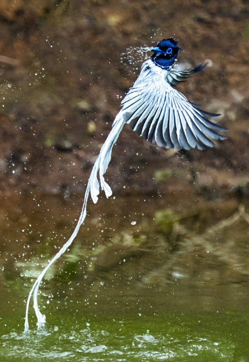 fuckyeahchinesefashion: Chinese Paradise-flycatcher /Terpsiphone incei in dongzhai 董寨, henan ◇ photo