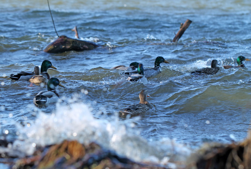 A bunch of wild ducks in lake Mälaren, Sweden (part 1).