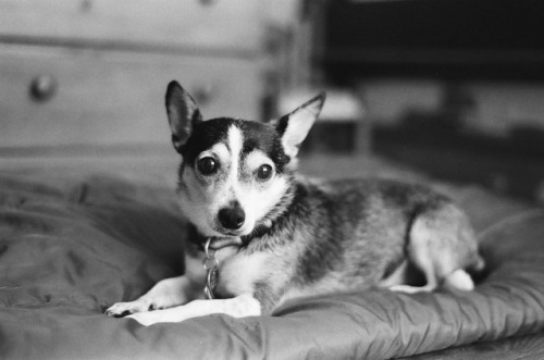 Chula, the best dog in the world.Shot on 35mm Ilford 400 Black and White Film