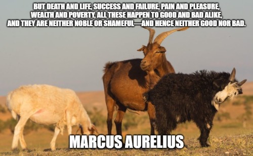 the-stoic-goat