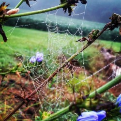 stickyspiderwebsexiness:  Surrounded by foggy fields with a crisp, dewy morning greeting. #goodmorning #natureaddict #openyoureyes #lifeisgood #riseandshine #getyourbuttoutside #spiderwebs #behappy by carajaneen http://instagram.com/p/se9KkHnwXY/ 