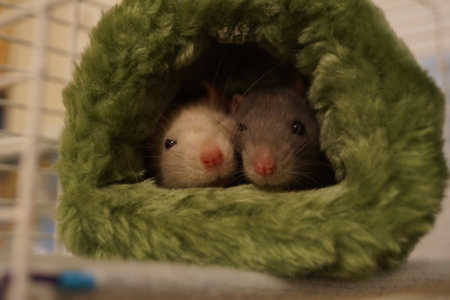 mar-ionette: Meet my new ratties: Freya and Olive (ﾉ･ｪ･)ﾉ I will post more pictures on my other
