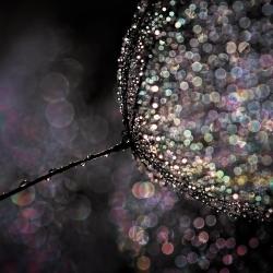 gimbo60:  How To Create Beautiful Bokeh Images