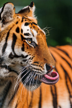 hvunter:  Tigress with curled tongue by Tambako