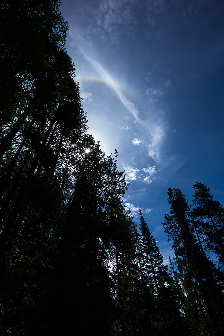 lobo-de-luna:  Adventures around Mt Spokane.Part 1