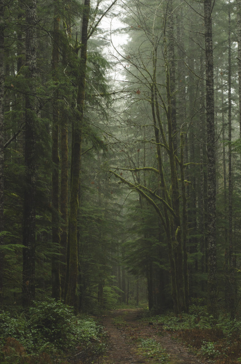 millivedderphotography:Foggy ForestFlickr|Facebook|Tumblr