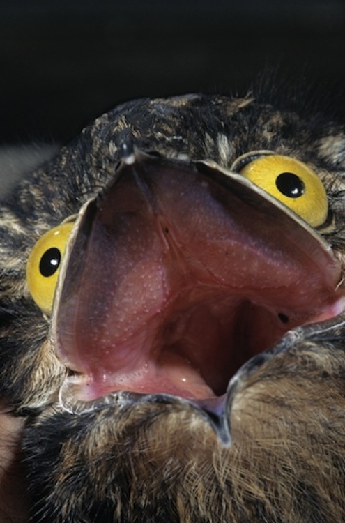 catsbeaversandducks:  The Potoo Bird Always Looks Like It Just Saw Something Absolutely Horrifying. OMG… All the cuteness via BuzzFeed 