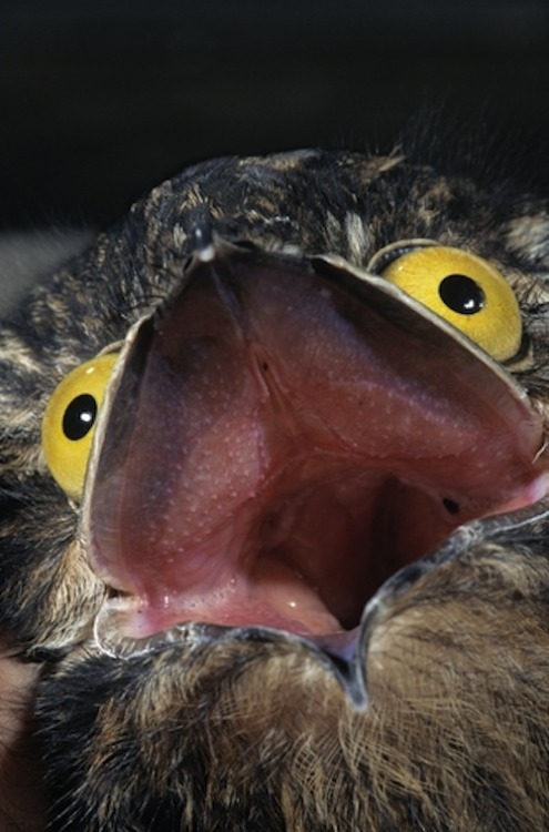 be-boheme:jumpingjacktrash:peoplemask:tastefullyoffensive:The Potoo bird always looks like it just s