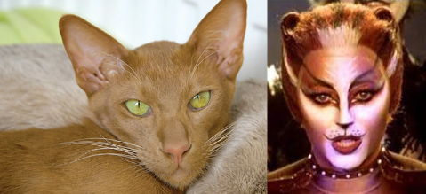 Jelicle Cats As Real Cats! The Queens