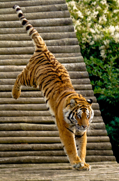funkysafari:  In hot pursuit  by wwmike