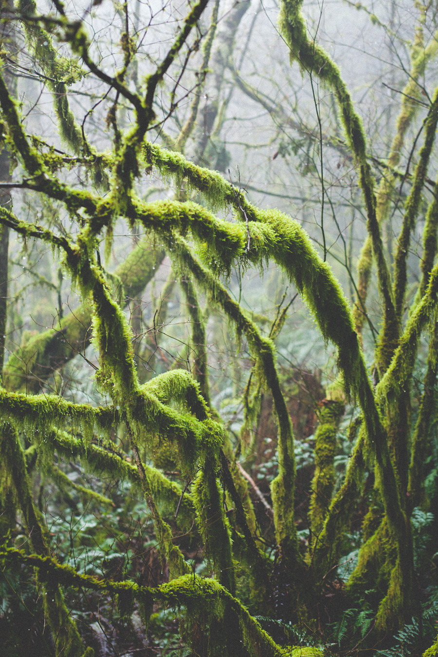 zionawaits:   North Bend, WA Rattlesnake Ledge 