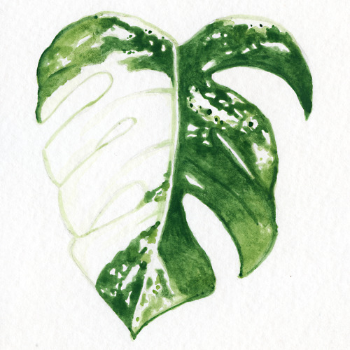 marisarenee: Wishlist Plant Watercolor Paintings (on Instagram) by Marisa ReneeMonstera Deliciosa Al