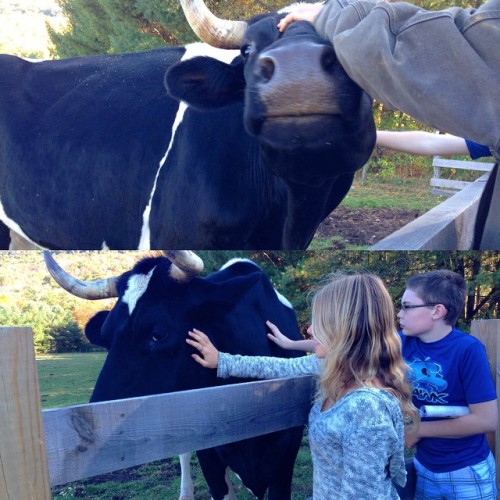 This cow was rescued from a factory where her destiny was to die. We all deserve life and love#vegan