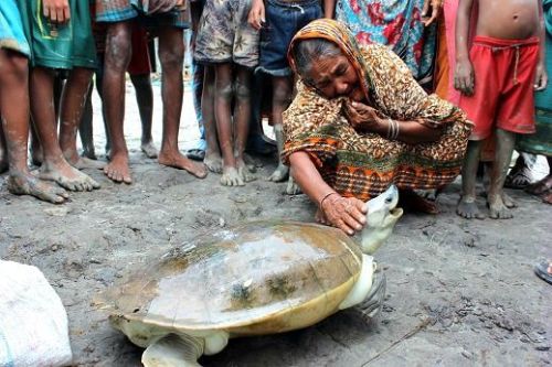 typhlonectes: A female Sundarbans River Terrapin (Batagur baska) was discovered in a family pond in 