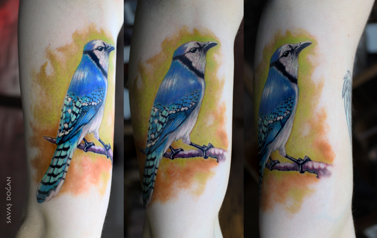 fuckyeahtattoos:   Blue Jay Bird TattooSavaş Doğan - Matkap Tattoo Istanbul http://instagram.com/inktotalart