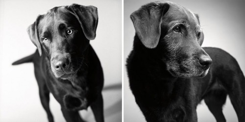 zooophagous:  ithelpstodream:  Amanda Jones has dedicated the past 20 years to an incredible  photography project which aims to show just how fleeting the lives of  our beloved pets are.  Ok first of all how dare you 