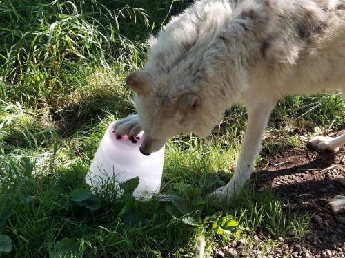 How do you keep a wolf cool during a 109 degree heat wave? Our creative animal care staff created an