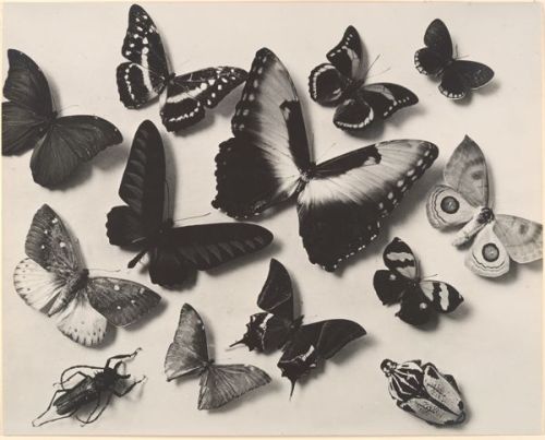 moonrockworld:(Butterflies), Man Ray, ca 1930