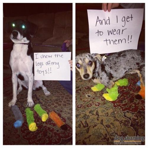 dogshaming:  I chew the legs….  I chew the legs off my toys!!….. And I get to wear them!!