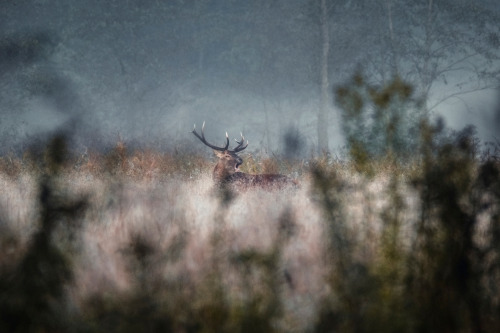 Deer in the rutJeleń na rykowisku