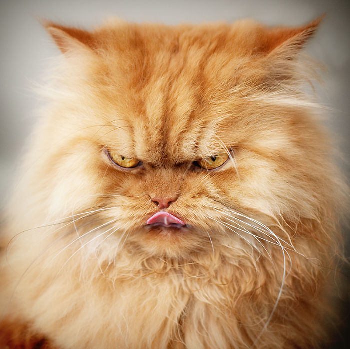 tastefullyoffensive:  Meet Garfi, the World’s Angriest Cat  |  Photos by Hulya