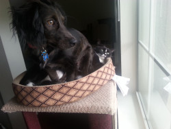 infamousnfamous:  awwww-cute:  We built her a cat tower to give her a place to seek refuge when my puppy bugs her. I think we need a taller tower  that is the face of a cat with nothing left to lose 