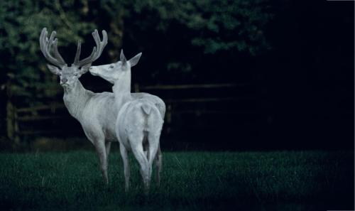 another-daughter-of-vikings: Frank Stöckel, featuring rare white deer in Eekholt Wildlife Park in G