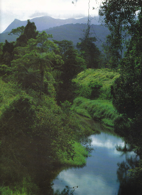 Beneath the Silhouette of Mt.Bartle Frere, Queensland, Discover Australia&rsquo;s Nati