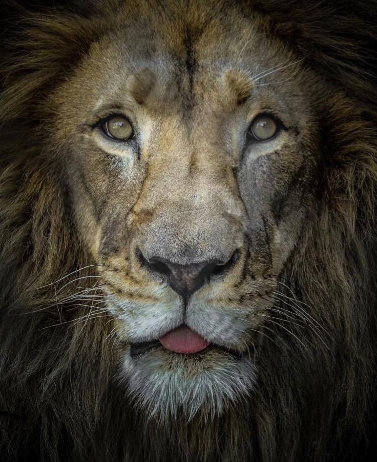 A close up of the King (photo: Scott Pollard)