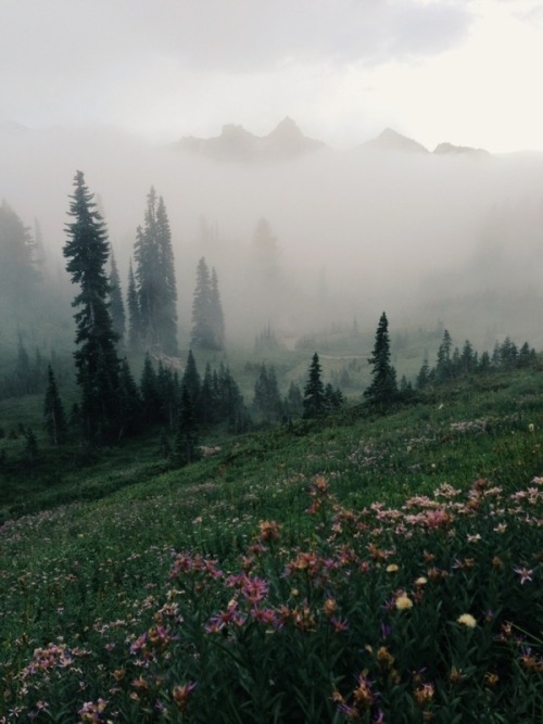 Sex melodyandviolence:  Mt Rainier National Park, pictures