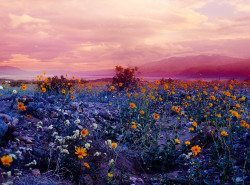 wnq-writers:  Exquisite Wildflower Photography Through Surreal Filters by Maciek Jasik Brooklyn-based photographer Maciek Jasik has transformed the Death Valley desert in California into a surreal beauty full of life and bloom. With the use of in-camera