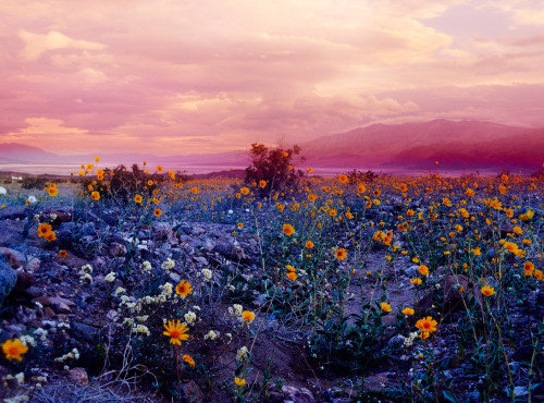 Porn photo wordsnquotes:  Exquisite Wildflower Photography