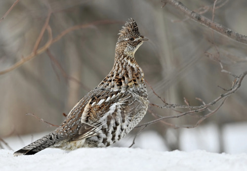 typhlonectes:  Ruffed Grouse