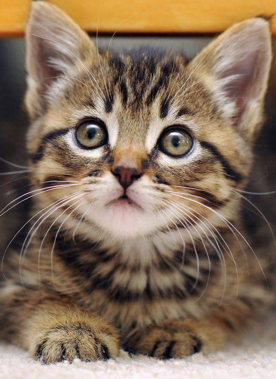 Kittens ฅ^•ﻌ•^ฅ