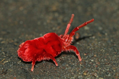 wtxch:Giant Red Velvet Mite (Dinothrombium sp) by Charles Sharp