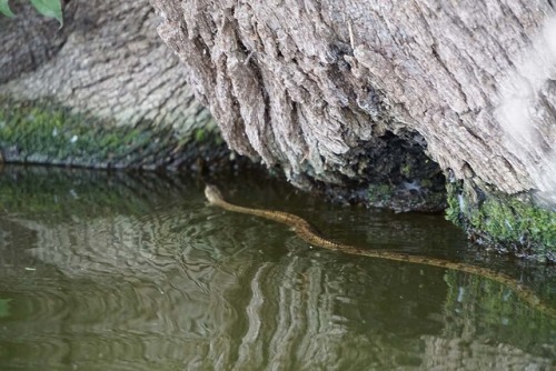 I took my zoom lens out kayaking this week. I need more practice shooting with it, but I was pretty 