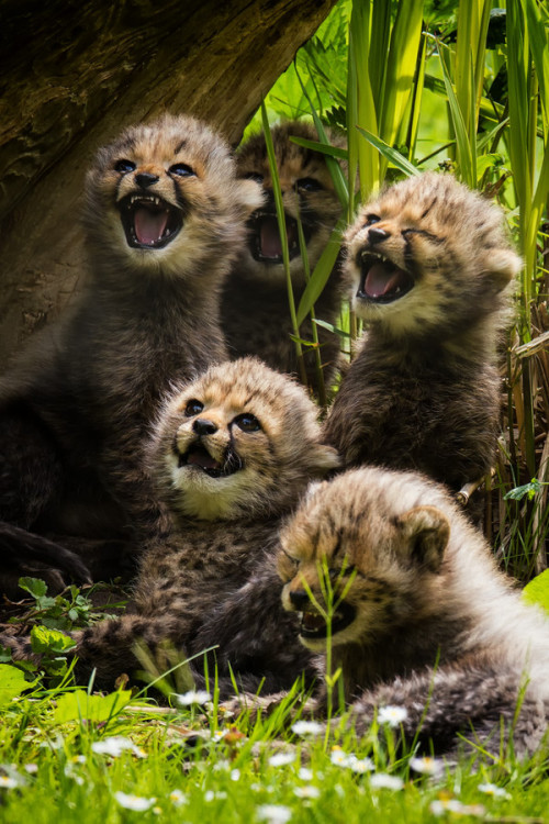 animalkingd0m:Little Cheetahs by Martin FreheThe one on the far right winking and “Hey…