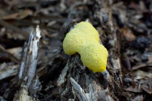 Tosohatchee Fungi 