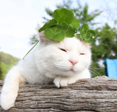 Kagoneko zen cats always make me smile ( ´ ᴗ ` )