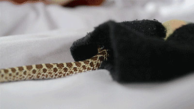 pretzel-the-hognose:   [X]  Pretzel loves investigating socks, but this one he just didn’t want to leave!  After much pestering, he did stick his head out to give me a sulky look, but promptly returned to his cosy snuggling place afterwards. 