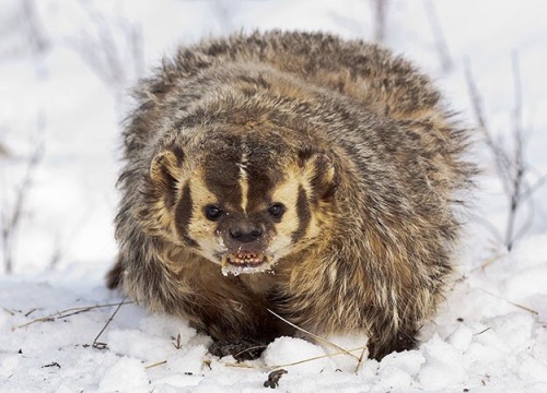 ladylaana:American badgers (left) look like they’re about to drag you into a back alley and pu