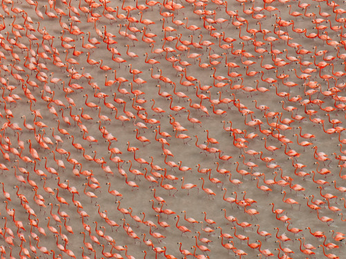 giraffe-in-a-tree:  Flamingo Flock (Notice how they all face the same direction) by Klaus Nigge 