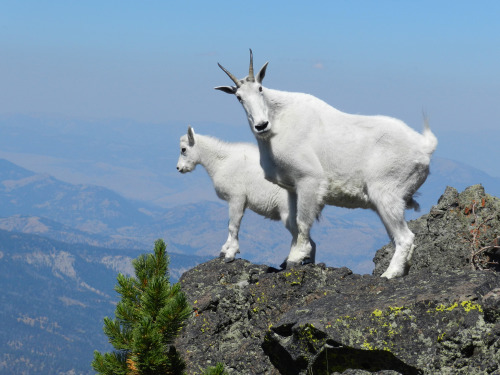 Mountain GoatThe mountain goat, also known as, the Rocky Mountain goat, inhabits the rocky mountains